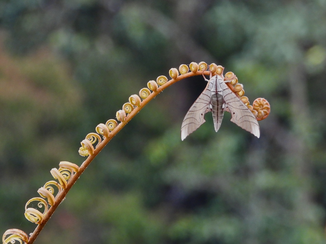 Chilling Out Hawkmoth - Marumba cristata           Hawkmoth,Malaysia,Marumba cristata,Moth,Sabah