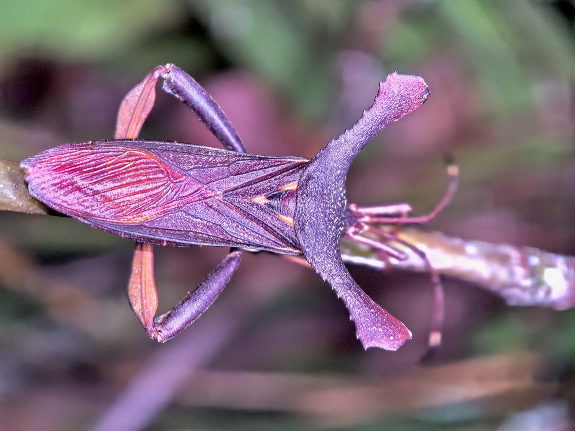 Leaf-Footed Bug - Kennetus alces  Kennetus alces,Leaf-Footed Bug,Malaysia,Sabah