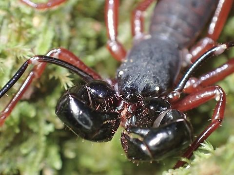 Whipscorpion - Hypoctonus kraepelini  Hypoctonus kraepelini,Malaysia,Penang,Whipscorpion