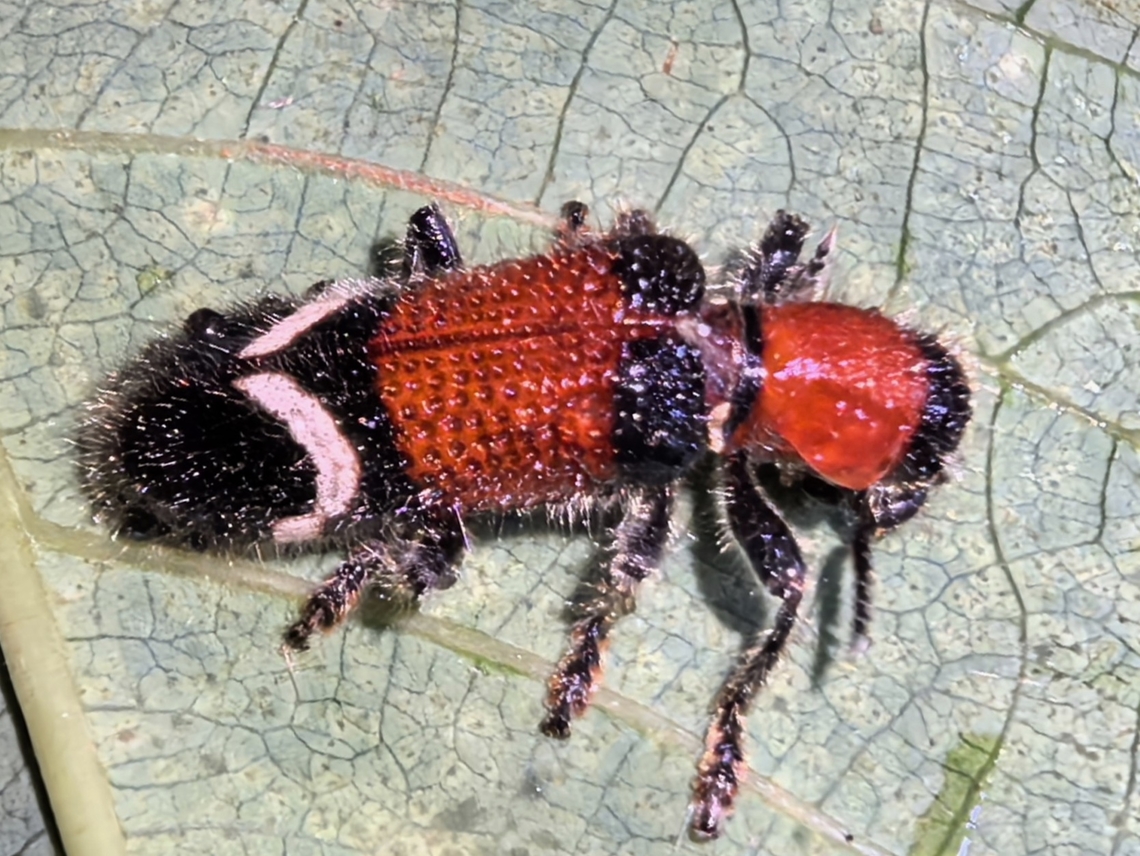 Checkered Beetle - Strotocera grandis  Checkered Beetle,Malaysia,Sabah,Strotocera grandis