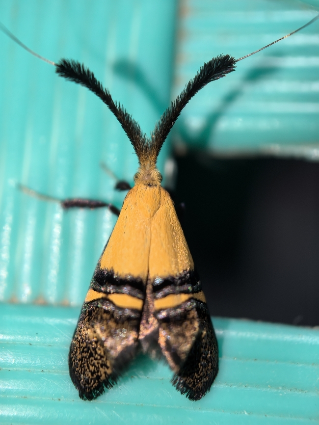 Fairy Moth - Nemophora decisella  Fairy Moth,Malaysia,Moth,Nemophora decisella,Sabah