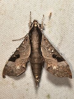 Raindrops Male Enpinanga borneensis Enpinanga borneensis,Hawkmoth,Malaysia,Moth,Sabah