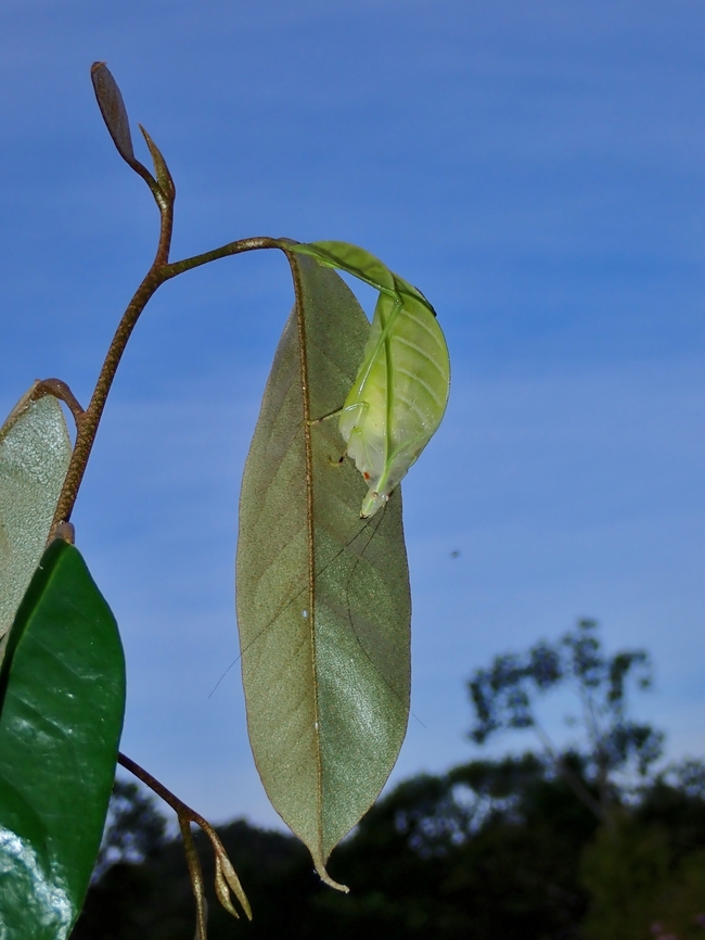 Young Leaves Species was described in 2016, based solely on photographs and without specimens. Eulophophyllum lobulatum,Katydid,Malaysia,Sabah