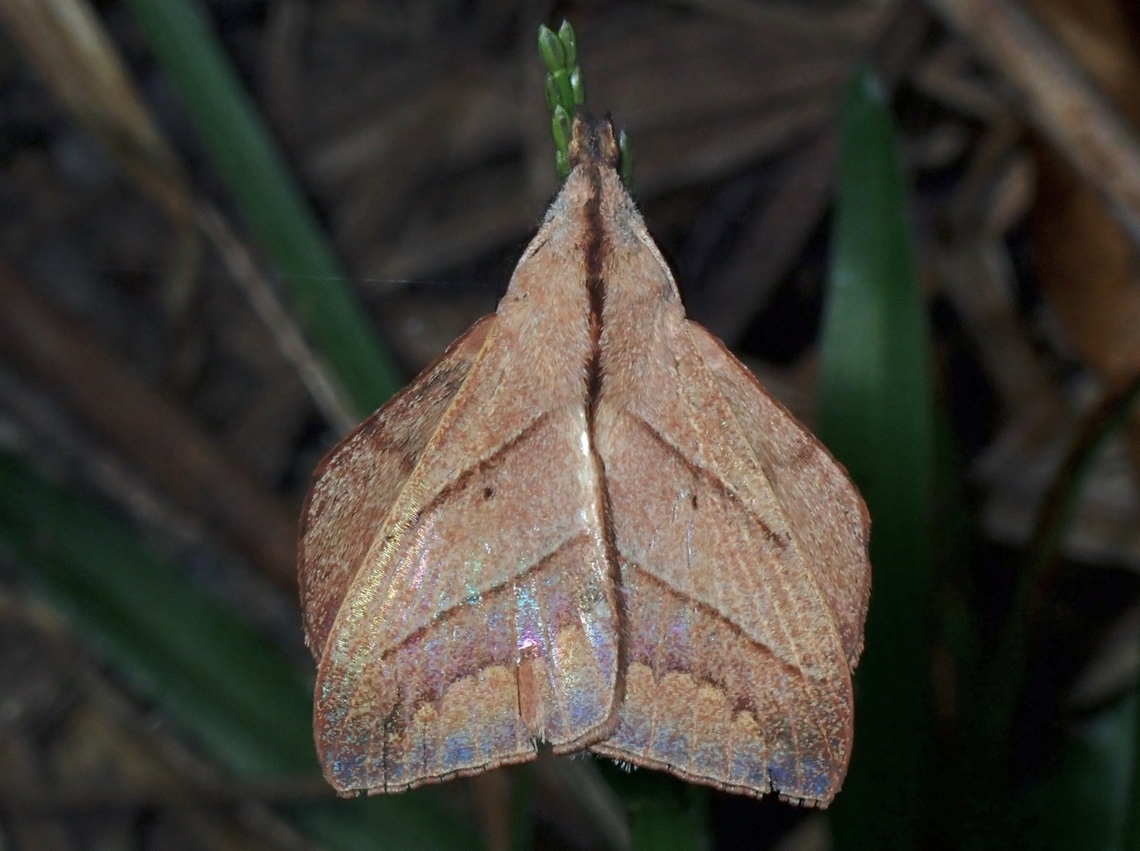 Lappet Moth - Radhica himerta  Lappet Moth,Malaysia,Moth,Radhica himerta,Sabah