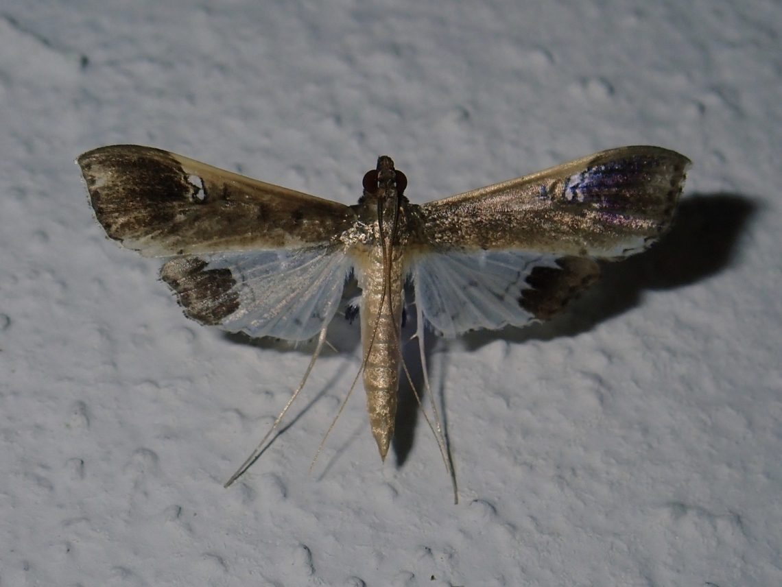 Pearl Moth - Maruca amboinalis  Malaysia,Maruca amboinalis,Moth,Pearl Moth,Sabah