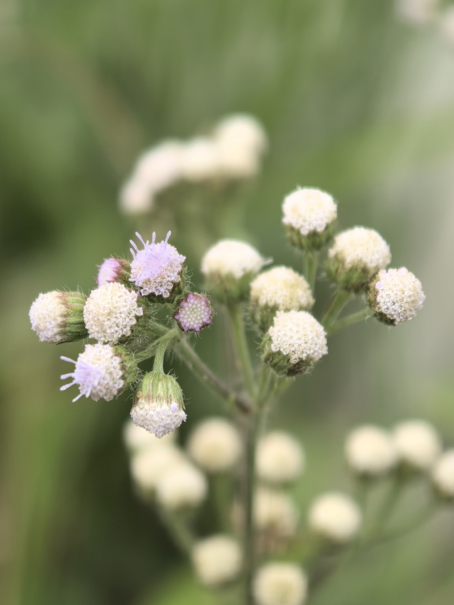 Billygoat-Weed - Ageratum conyzoides  Ageratum conyzoides,Billygoat-Weed,Flower,Malaysia,Sabah,Weed