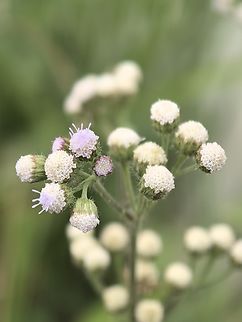 Billygoat-Weed - Ageratum conyzoides  Ageratum conyzoides,Billygoat-Weed,Flower,Malaysia,Sabah,Weed