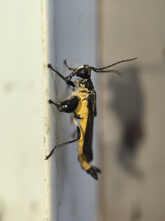 Shortwing Soldierbeetle - Ichthyurus shelfordi  Ichthyurus shelfordi,Malaysia,Sabah,Shortwing Soldierbeetle,Soldierbeetle