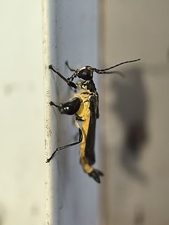 Shortwing Soldierbeetle - Ichthyurus shelfordi  Ichthyurus shelfordi,Malaysia,Sabah,Shortwing Soldierbeetle,Soldierbeetle