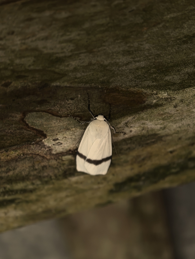 Lichen Moth - Vamuna remelana  Lichen Moth,Malaysia,Moth,Sabah,Vamuna remelana