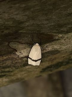Lichen Moth - Vamuna remelana  Lichen Moth,Malaysia,Moth,Sabah,Vamuna remelana