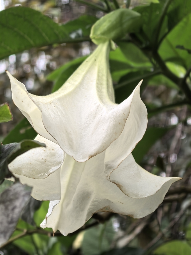 Angle's Trumpet - Brugmansia arborea Supposedly extinct in the wild! Angel's Trumpet,Brugmansia arborea,Flower,Malaysia,Plant,Sabah
