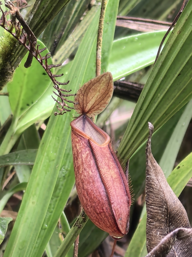 Fringed Pitcher-Plant - Nepenthes tentaculata  Fringed Pitcher-Plant,Malaysia,Nepenthes tentaculata,Pitcher-Plant,Sabah