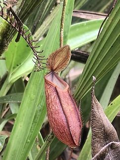 Fringed Pitcher-Plant - Nepenthes tentaculata  Fringed Pitcher-Plant,Malaysia,Nepenthes tentaculata,Pitcher-Plant,Sabah