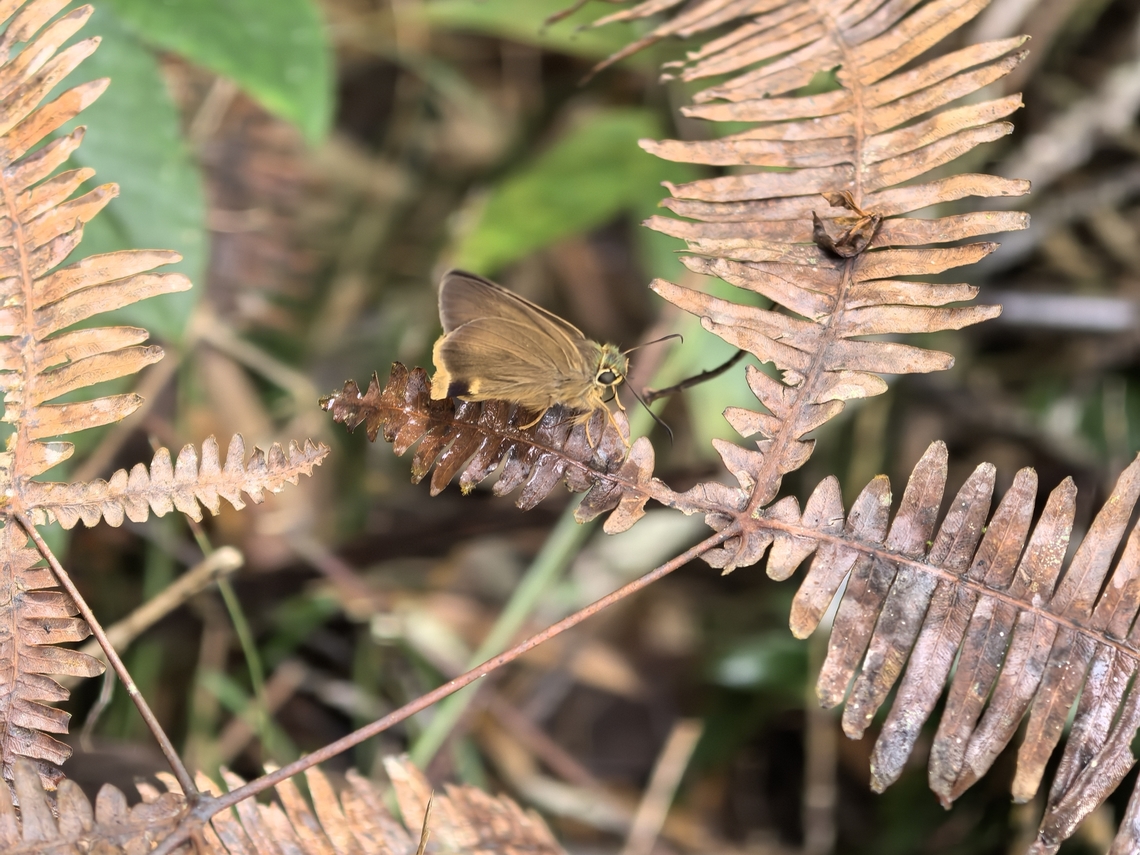 Skipper - Hasora mus  Butterfly,Hasora mus,Malaysia,Sabah,Skipper