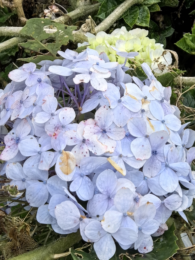 Flowers - Hydrangea macrophylla  Hydrangea macrophylla,Malaysia,Mophead Hydrangea,Sabah