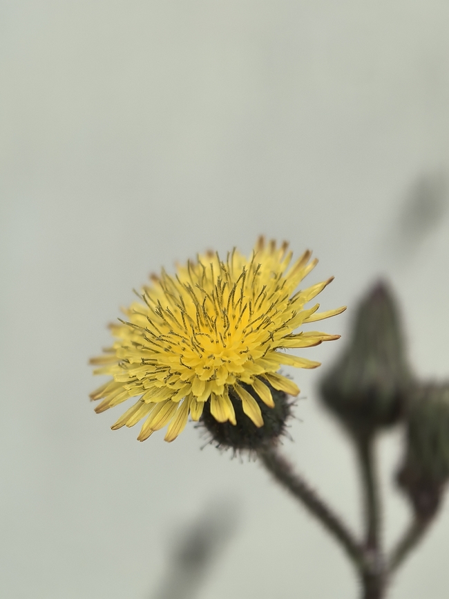 Common Sow-Thistle - Sonchus oleraceus  Common Sow-Thistle,Flower,Malaysia,Sabah,Sonchus oleraceus