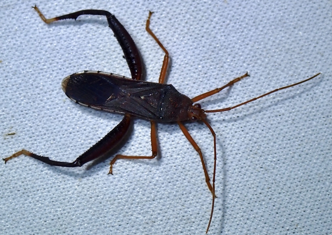 Leaf-Footed Bug - Notobitus humeralis Previously wrongly identified as Notobitus sexguttatus. Leaf-Footed Bug,Malaysia,Notobitus humeralis,Sabah