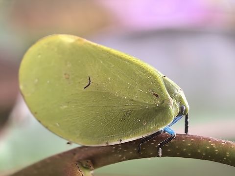 Flatid Planthopper - Flatosoma diastola  Flatid Planthopper,Flatosoma diastola,Hopper,Malaysia,Planthopper,Sabah