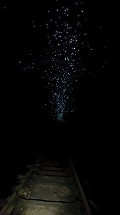 Milk Way? Glow worm Arachnocampa richardsae,Australia,Glow Worm,New South Wales,Sydney