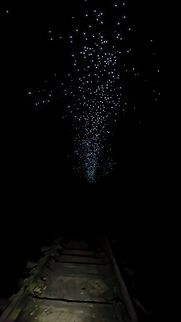 Milk Way? Glow worm Arachnocampa richardsae,Australia,Glow Worm,New South Wales,Sydney