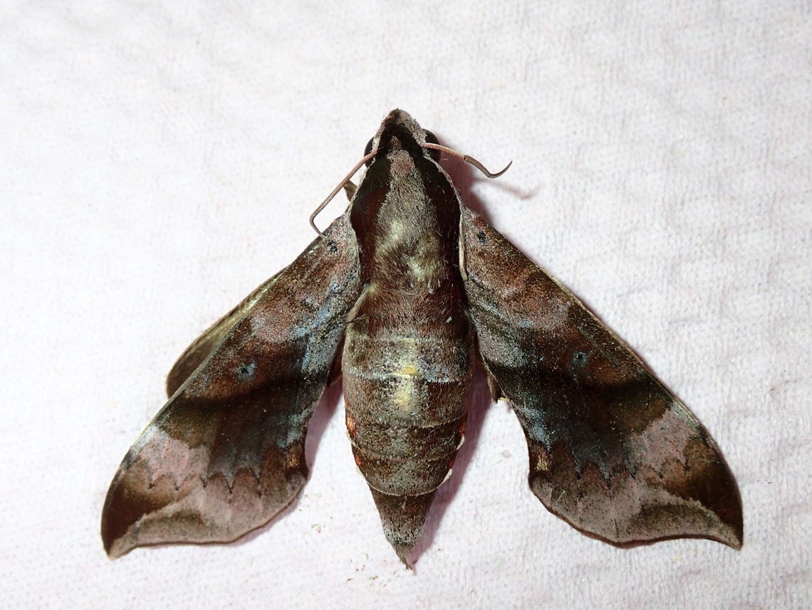 Fat! Female Enpinanga borneensis Enpinanga borneensis,Hawkmoth,Kuala Lumpur,Malaysia,Moth