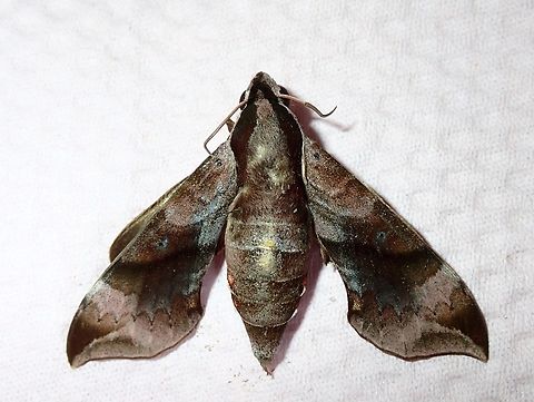 Fat! Female Enpinanga borneensis Enpinanga borneensis,Hawkmoth,Kuala Lumpur,Malaysia,Moth
