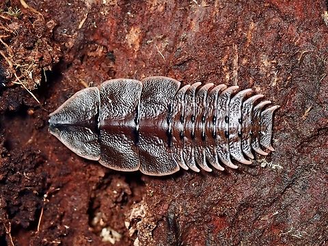 Trilobite Beetle - Platerodrilus sp.  Beetle,Palawan,Philippines,Platerodrilus,Platerodrilus sp,Trilobite Beetle