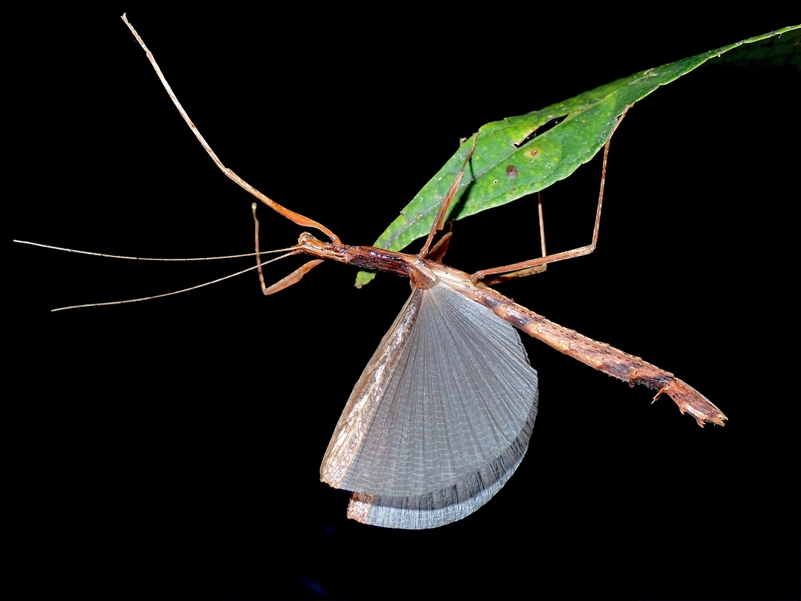 Phasmid/Stick Insect - Septopenna suparmani 2 known species from the Genus Septopenna, both described in 2016, thought to be endemic to the island of Borneo but have documented a similar one from Philippines, probably same species - Septopenna suparmani.<br />
<br />
The difference between the 2 species (Septopenna suparmani &amp; Septopenna samani) are the lobes on the femora of the middle set of legs. Malaysia,Phasmatodea,Phasmid,Phasmida,Sabah,Septopenna suparmani,Stick Insect