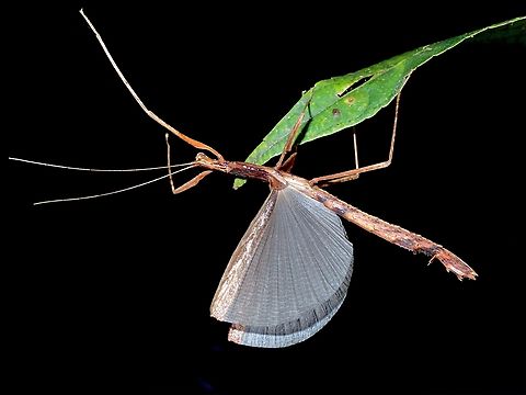 Phasmid/Stick Insect - Septopenna suparmani 2 known species from the Genus Septopenna, both described in 2016, thought to be endemic to the island of Borneo but have documented a similar one from Philippines, probably same species - Septopenna suparmani.

The difference between the 2 species (Septopenna suparmani & Septopenna samani) are the lobes on the femora of the middle set of legs. Malaysia,Phasmatodea,Phasmid,Phasmida,Sabah,Septopenna suparmani,Stick Insect