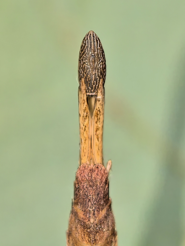 Presenting the Egg! An Egg of Phasmid/Stick Insect - Laevediacantha isaaceni, a rarely documented species, endemic to Borneo Island. Laevediacantha isaaceni,Malaysia,Phasmatodea,Phasmid,Phasmida,Sabah,Stick Insect
