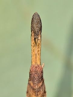 Presenting the Egg! An Egg of Phasmid/Stick Insect - Laevediacantha isaaceni, a rarely documented species, endemic to Borneo Island. Laevediacantha isaaceni,Malaysia,Phasmatodea,Phasmid,Phasmida,Sabah,Stick Insect