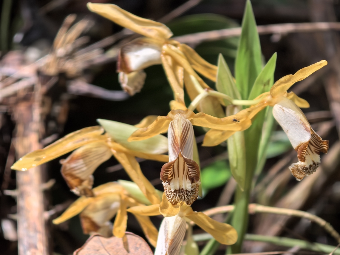 Endangered Orchid Endemic to Borneo Island. Coelogyne radioferens,Flower,Malaysia,Orchid,Sabah