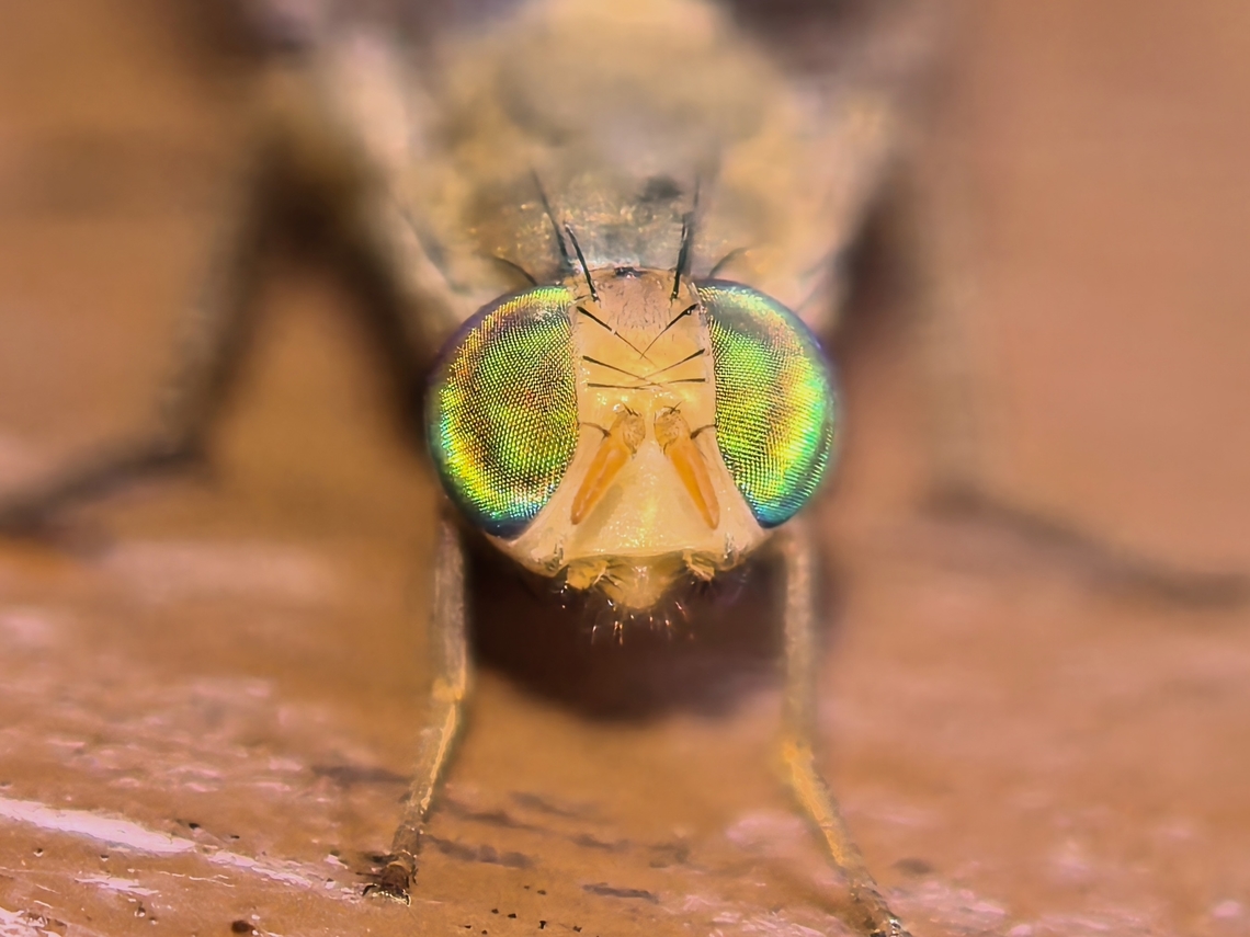 Rainbow Eyes! Fruit Fly - Euphranta borneana Euphranta borneana,Fly,Fruit Fly,Malaysia,Sabah