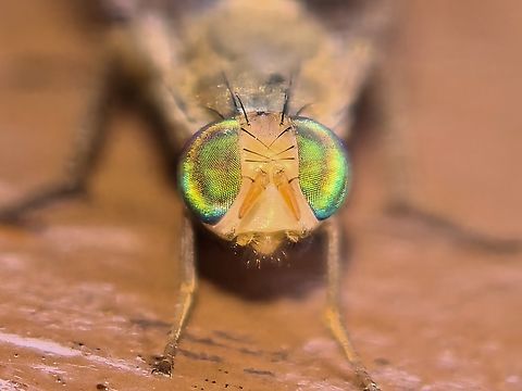 Rainbow Eyes! Fruit Fly - Euphranta borneana Euphranta borneana,Fly,Fruit Fly,Malaysia,Sabah