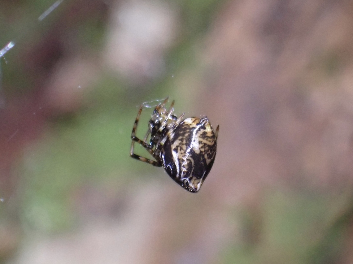 Comb-Footed Spider - Parasteatoda celsabdomina  Comb-Footed Spider,Malaysia,Parasteatoda celsabdomina,Penang,Spider