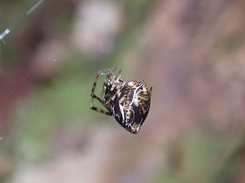 Comb-Footed Spider - Parasteatoda celsabdomina  Comb-Footed Spider,Malaysia,Parasteatoda celsabdomina,Penang,Spider