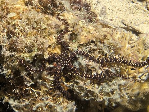 Brittle Star - Ophiomastix flaccida  Bohol,Brittle Star,Ophiomastix flaccida,Panglao,Philippines,Sea Star