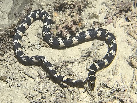 Eastern Turtle-Headed Sea Snake - Emydocephalus annulatus  Bohol,Eastern Turtle-Headed Sea Snake,Emydocephalus annulatus,Panglao,Philippines,Sea Snake,Snake