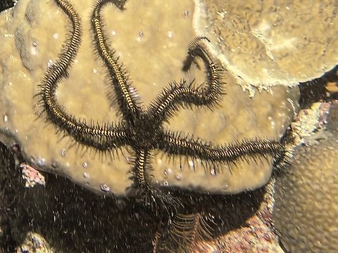 Janus's Brittle Star - Ophiomastix janualis  Bohol,Brittle Star,Janus' Brittle Star,Ophiomastix janualis,Panglao,Philippines
