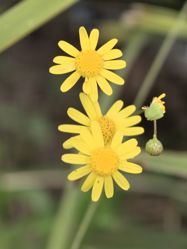Madagascar Ragwort - Senecio madagascariensis  Australia,Flower,Madagascar Ragwort,New South Wales,Senecio madagascariensis,Sydney