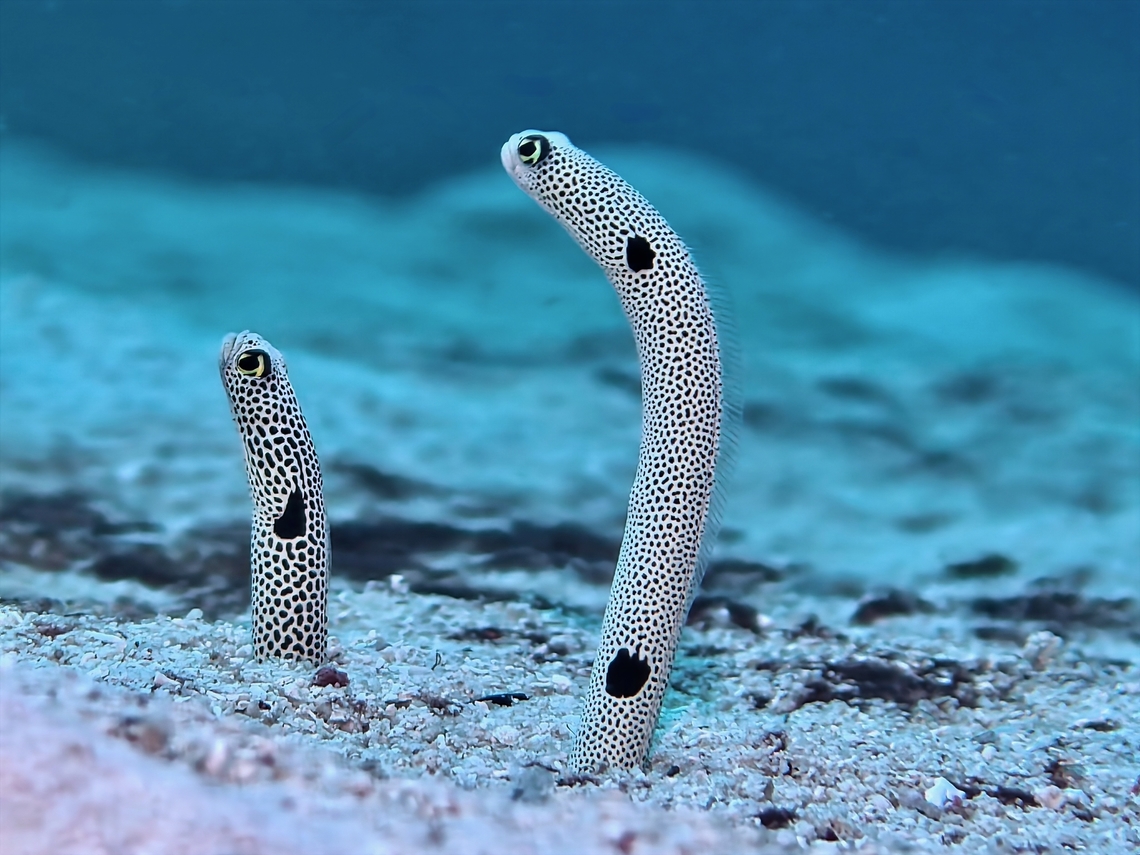 Spotted Garden Eel - Heteroconger hassi  Bohol,Fish,Garden Eel,Heteroconger hassi,Panglao,Philippines,Spotted Garden Eel