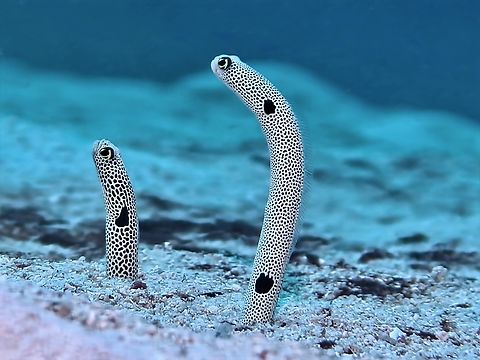 Spotted Garden Eel - Heteroconger hassi  Bohol,Fish,Garden Eel,Heteroconger hassi,Panglao,Philippines,Spotted Garden Eel