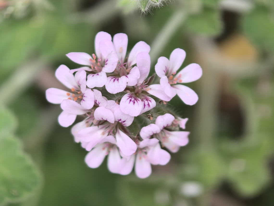 Native Storkbill - Pelargonium australe  Australia,Flower,Native Storksbill,New South Wales,Pelargonium australe,Sydney
