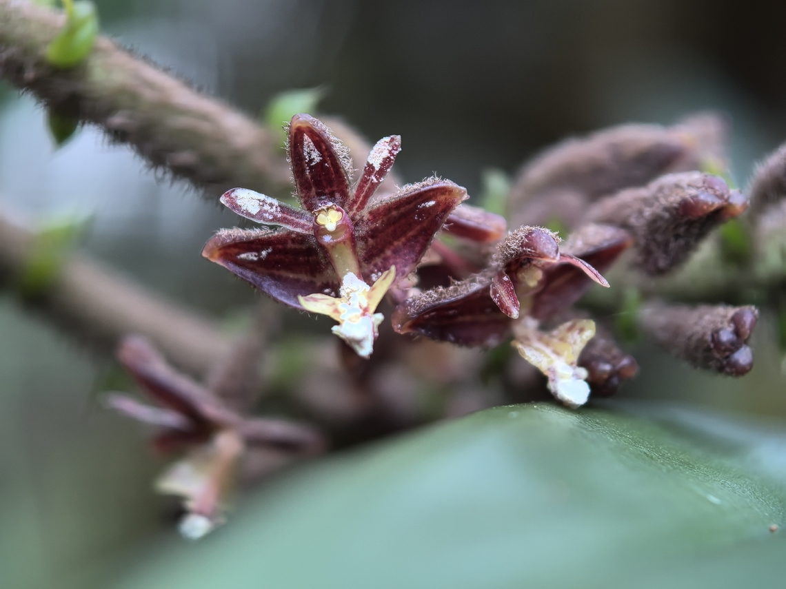 Orchid - Mycaranthes major  Flower,Malaysia,Mycaranthes major,Orchid,Sabah