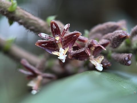 Orchid - Mycaranthes major  Flower,Malaysia,Mycaranthes major,Orchid,Sabah