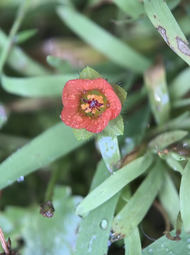 Carolina Bristlemallow  Australia,Carolina Bristlemallow,Flower,Modiola caroliniana,New South Wales,Sydney