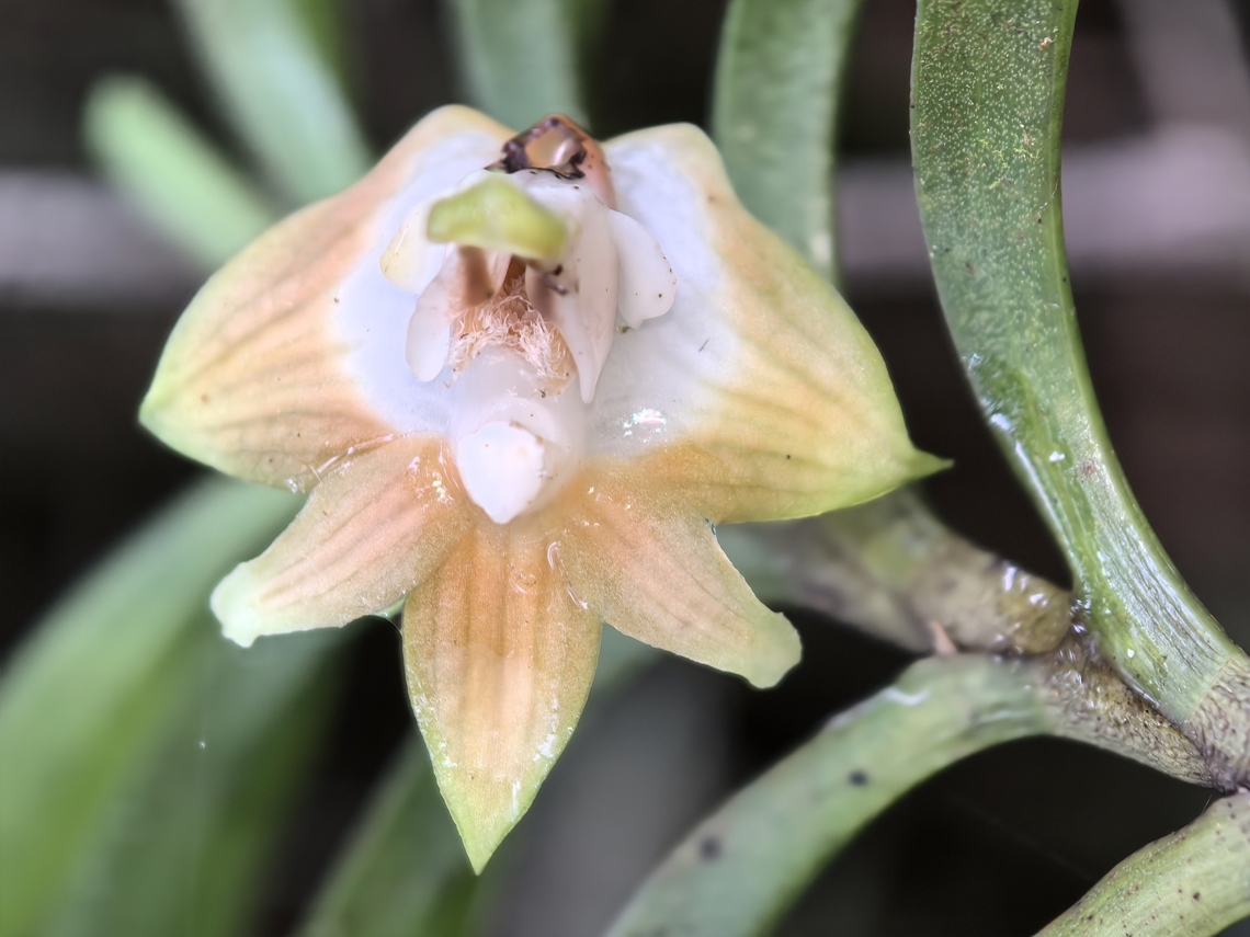 Orchid - Dendrobium lambii  Dendrobium lambii,Flower,Malaysia,Orchid,Sabah