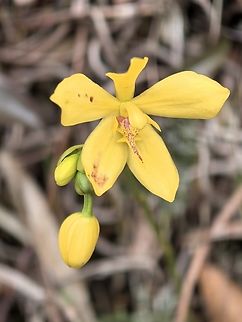 Orchid - Spathoglottis sp.  Flower,Malaysia,Orchid,Sabah,Spathoglottis,Spathoglottis sp
