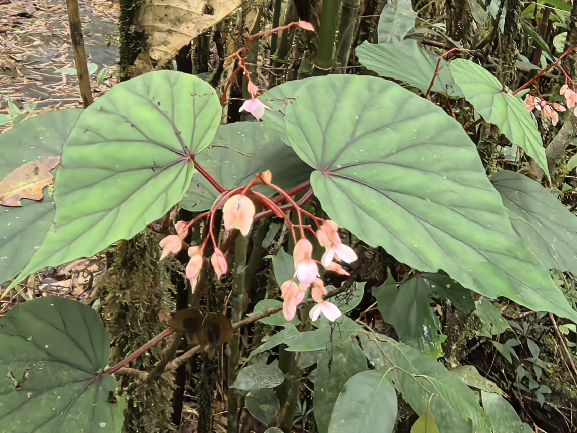 Flowers - Begonia beryllae  Begonia beryllae,Flower,Malaysia,Plant,Sabah